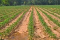 Row of small cassava trees in the farm