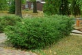 Row of small coniferous green spruces outdoors