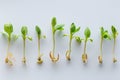 A row of small green plants with their roots showing Royalty Free Stock Photo