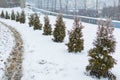 Row of Small Thuya trees is covered with snow. Thuja Smarag closeup on city landscape background. Conifer under the snow. Winter Royalty Free Stock Photo