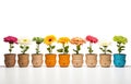 a row of small wooden pots that contain flowers Royalty Free Stock Photo