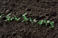 A row of small, young, green, fresh peas sprouts grow from the cultivated earth in the kitchen garden or field. Royalty Free Stock Photo