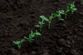 A row of small, young, green, fresh peas sprouts grow from the cultivated land in the kitchen garden or field. Royalty Free Stock Photo