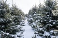 Row of Snow Covered Christmas Trees on Tree Farm Royalty Free Stock Photo