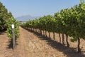 Row of South African vines with a mountain backdrop.