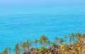 Row of southern pine trees, along ridge shoreline of, Adriatic sea, Royalty Free Stock Photo