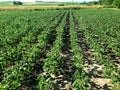 Row of soybeans growing in the Nebraska field in the summer. Royalty Free Stock Photo