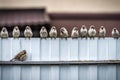 Row of sparrows on the fence