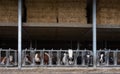 spotted black and red or brown cows inside barn under hay bales on belgian farm Royalty Free Stock Photo