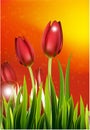 Row of Spring Tulips For you design Royalty Free Stock Photo