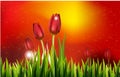 Row of Spring Tulips For you design Royalty Free Stock Photo