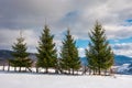 Row of spruce trees on the edge of snowy slope