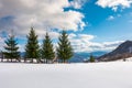 Row of spruce trees on the edge of snowy slope