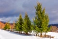 Row of spruce trees on top of a hill in winter Royalty Free Stock Photo