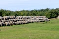 Row of stacked hay bales in a green field in the countryside Royalty Free Stock Photo