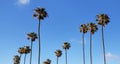 Tall palms against blue sky at Southern California beach town