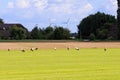 Row of storks in dutch meadow, Brummen