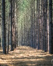 Rows of Pine Trees Leading Around a Curve