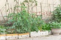 Row of styrofoam boxes, pots with vegetable growing on trellis at container garden in Hanoi