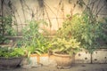 Row of styrofoam boxes, pots with vegetable growing on trellis at container garden in Hanoi