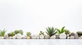 a row of succulent plants and white stones on a white background, creating a peaceful and modern aesthetic