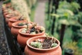 Row of succulents in orange clay flower pots Royalty Free Stock Photo