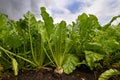 Row of sugar beet Royalty Free Stock Photo