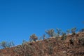 A ROW OF SUGARBUSHES AGAINST BLUE SKY ON THE SLOPE OF A HILL