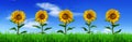 Row of sunflowers on green grass - panorama Royalty Free Stock Photo