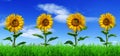 Row of sunflowers on green grass - panorama Royalty Free Stock Photo