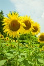 Row of sunflowers