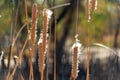 Row of sunlit cat tails aquatic plant found near lakes and rivers in north america that are polinating and breaking Royalty Free Stock Photo