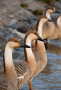 Row of swan geese Royalty Free Stock Photo