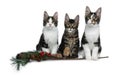 Row of 3 sweet black tabby with white Maine Coon cat kittens Isolated on white background. Royalty Free Stock Photo