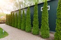 Row of tall evergreen thuja occidentalis trees green hedge fence along path at countryside cottage backyard. Landscaping Royalty Free Stock Photo