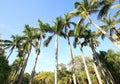 Row of tall Florida Royal Palm trees Royalty Free Stock Photo