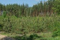 A row of tall green coniferous pine trees at the edge of the forest Royalty Free Stock Photo