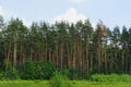 A row of tall green coniferous pine trees at the edge of the forest