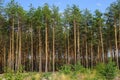 Row of tall green coniferous pine trees at the edge of the forest against the sky Royalty Free Stock Photo