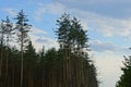 A row of tall green pine trees against the sky and clouds Royalty Free Stock Photo