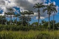 A row of tall majestic Royal Palm trees mark the location of a sugar cane plantation in Barbados