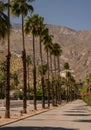 Row of tall palm trees along the road in Palm Springs Royalty Free Stock Photo