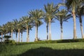 A row of tall palm trees near the short-cropped lawn grass Royalty Free Stock Photo