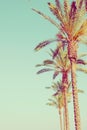 Row of Tall Palm Trees on Toned Light Turquoise Sky Background. 60s Vintage Style Copy Space for Text. Tropical Foliage. Seaside O