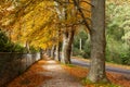 Row of tall trees with golde leafs in autumn.