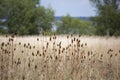 A row of Teasels on a Late Summer`s Day Royalty Free Stock Photo