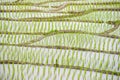 Row of texture of rice terraces Royalty Free Stock Photo