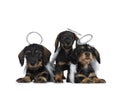 Row of three black with brown adorable wirehair mini Dachshund dog puppies, Isolated on white. Royalty Free Stock Photo