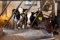 Row of three calves eating hay in a barn Royalty Free Stock Photo