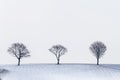 A row of three iisolated trees in winterlandscape Royalty Free Stock Photo